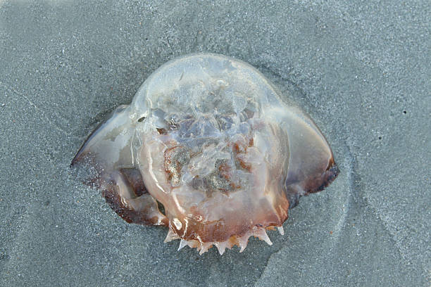 istock Jellyfish on the sandy beach 154039916