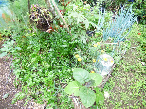 istock green garden parsley and onions 1540405165