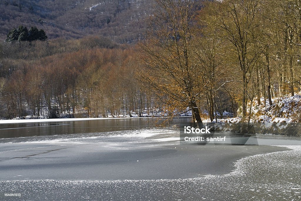 Vague de froid européenne - Photo de Arbre libre de droits