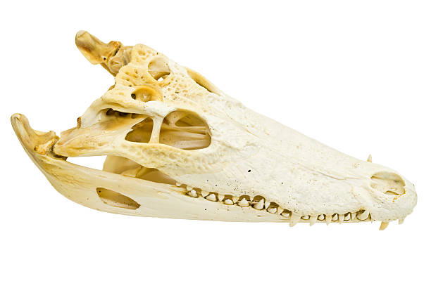 istock Freshwater crocodile skull isolated. 154041564