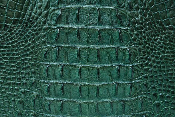 istock Green freshwater crocodile bone skin texture background. 154041577