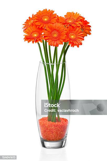 Orange Gerbera Flower Stock Photo - Download Image Now - Blossom, Botany, Bouquet