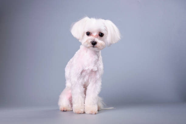 istock Maltese dog after grooming on a gray background. 1540418008
