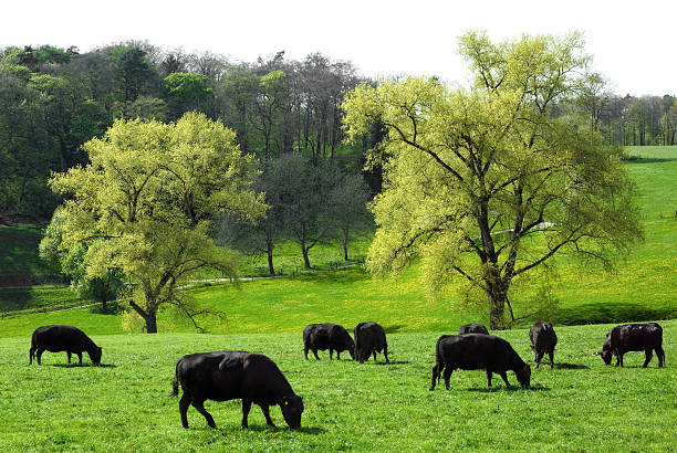 Happy cows grazing on a beautiful meadow with two huge trees in the background