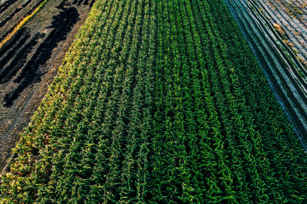 istock Aerial photography of corn fields 1540420090