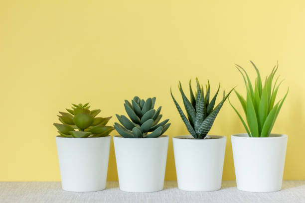 istock Indoor artificial plants, various succulents in pots. Succulents in white mini-pots. Ideas for home decoration.Copy space. 1540420092