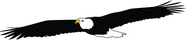 Vector illustration of Soaring Eagle