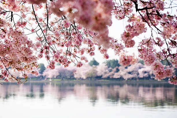 桜、タイダルベイスン - cherry blossom cherry tree tree washington dc ストックフォトと画像