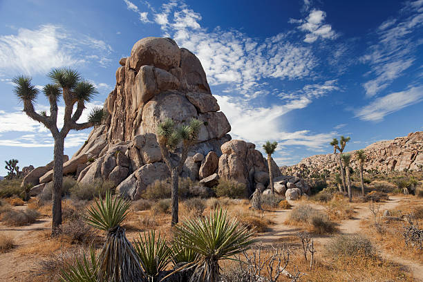 istock Joshua Tree National Park 154043927