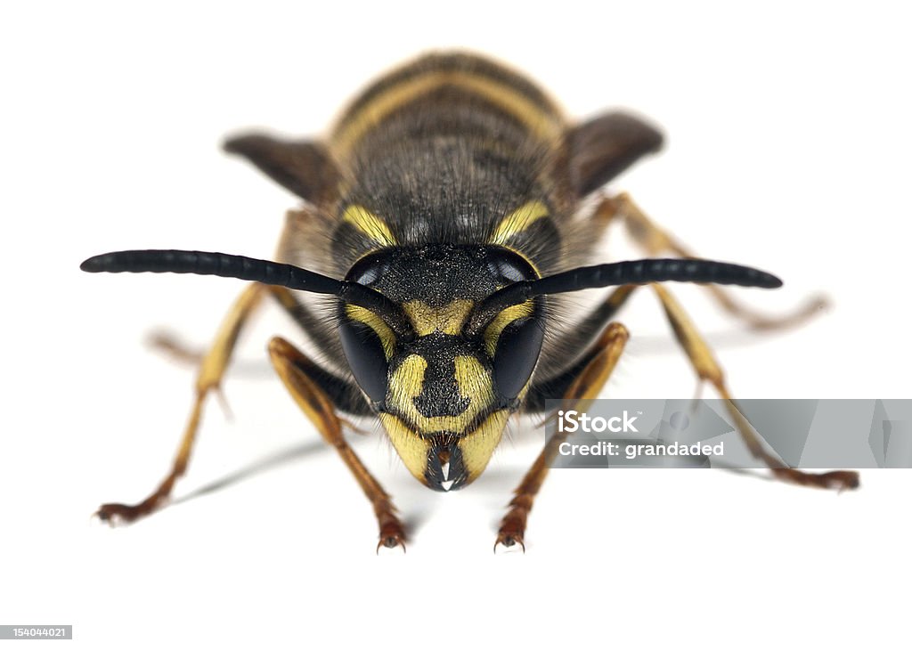 Vespa-Vespula volgare - Foto stock royalty-free di Animale nocivo