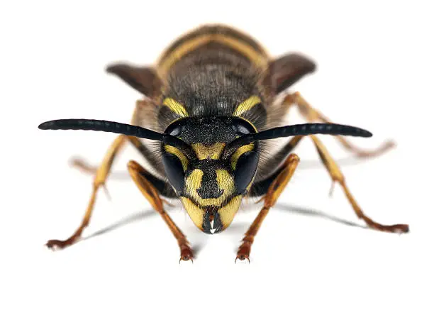 Wasp - Vepula vulgaris queen, looking straight ahead