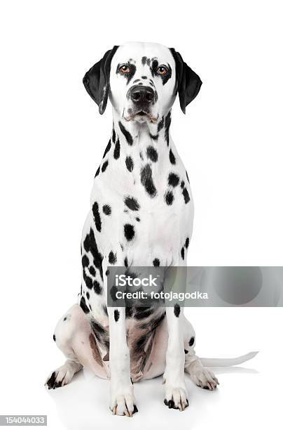 Dalmatian Dog Portrait Stock Photo - Download Image Now - Animal, Dalmatian Dog, Dog