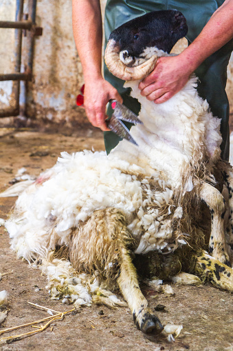 The shearer shearing woolen fleece with traditional Vintage Blade Shears