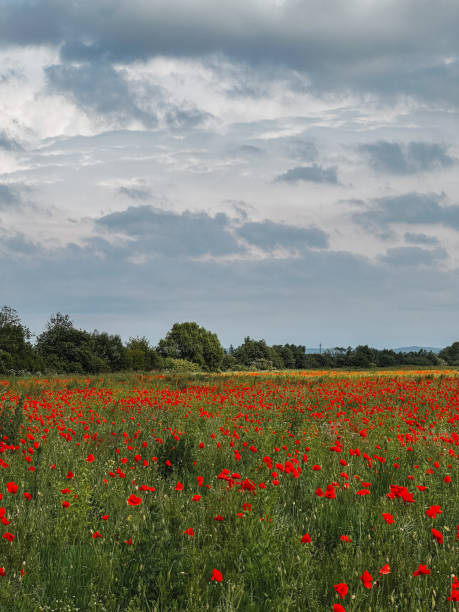 campo de flores de amapola clima nublado - flower red poppy sky fotografías e imágenes de stock