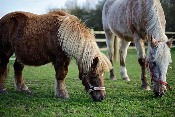 Shetland And Larger Pony Grazing stock photo