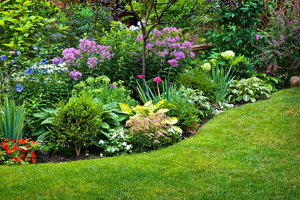 jardin et des fleurs - beauty in nature flower flower head blossom photos et images de collection