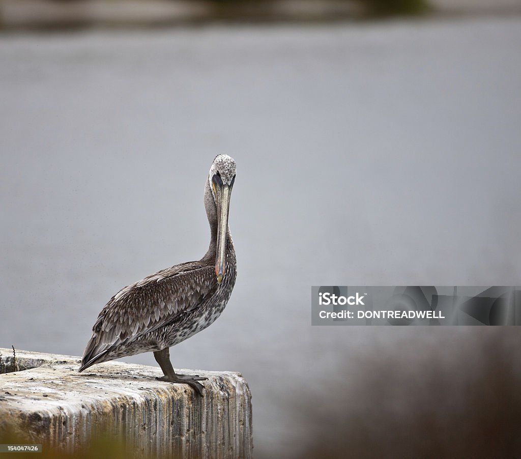 Pelican Facng la caméra - Photo de Aile d'animal libre de droits