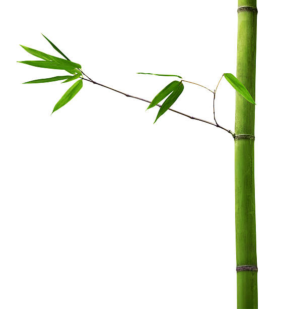 istock bamboo with green branch on white 154047847
