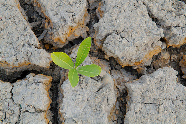 Alive Plant. stock photo