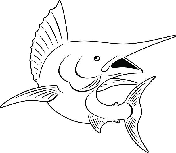 marlin fish the figure shows a marlin fish black marlin stock illustrations