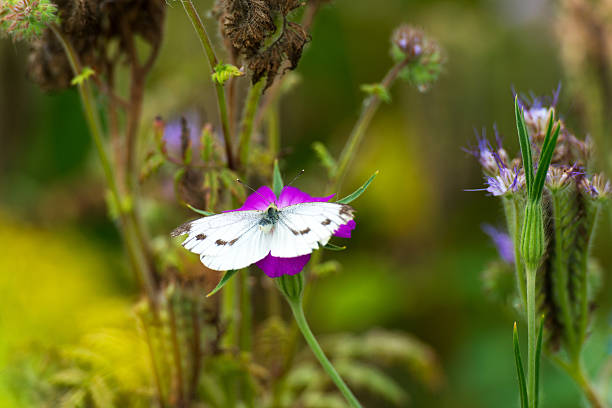 istock Butterfly on a flower in summer 154048620