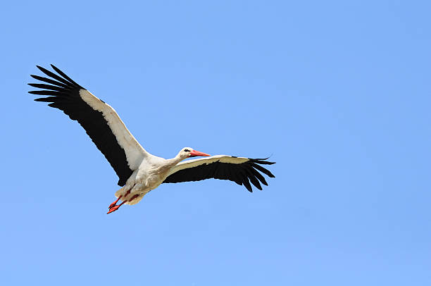 istock Stork with Spread Wings Flying in Blue Sky 154048661