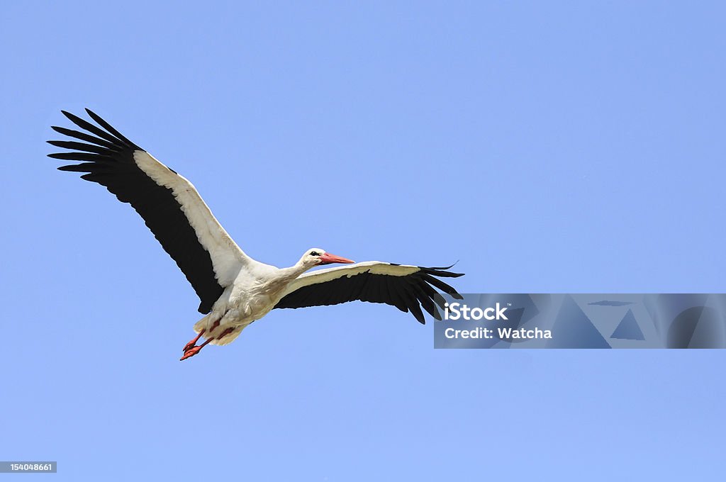 Cegonha com Asas abertas voar no céu azul - Royalty-free Animal selvagem Foto de stock