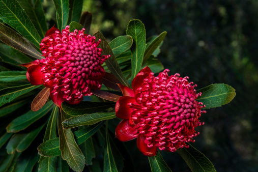 Two Waratahs, Telopea speciosissima, native Australian wildflower and New South Wales floral emblem. Genus Telopea; family Proteaceae. The word Waratah comes from the Eora language. The Eora are indigenous people of Australia. The waratah flowers in spring or early summer and is found in native bushland. The red flower is sometimes featured on Australian Christmas cards as Christmas in Australia falls in summer.
