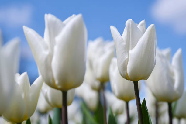 Tulips against blue sky