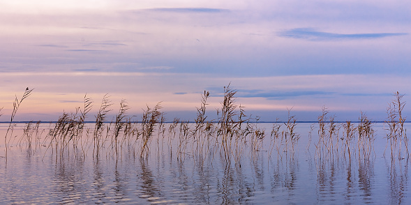 Aesthetic scenery at lake, plant reeds growth in water, setting sun color sky background. Nature banner landscape summer lake with reflection grass, natural blue purple shades sunset, calm atmosphere