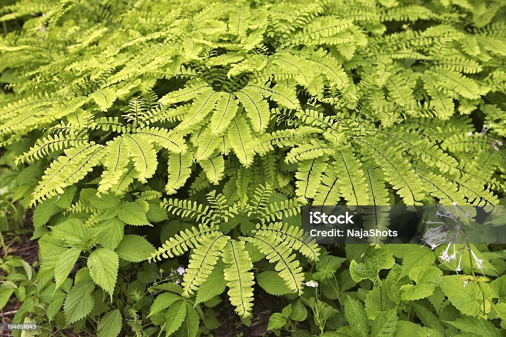 Helecho Maidenhair - Foto de stock de Flora libre de derechos