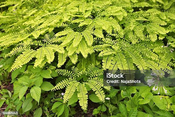 Helecho Maidenhair Foto de stock y más banco de imágenes de Flora - Flora, Fotografía - Imágenes, Helecho