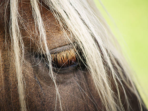 cavalo pormenor, cabeça com olho e juba, vista lateral - hellbraun imagens e fotografias de stock