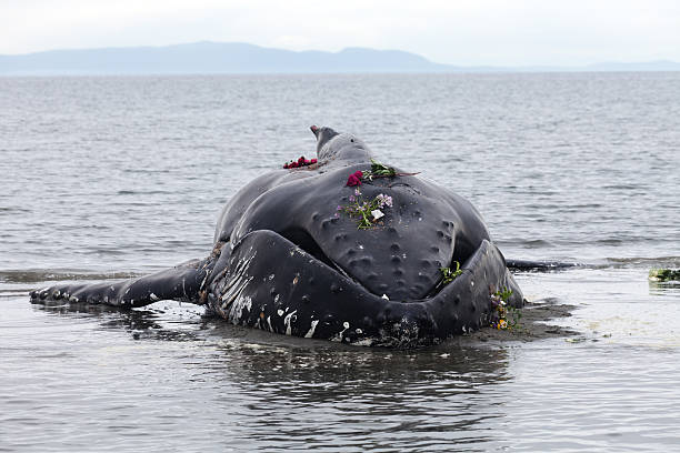 Juvenile Humpback whale washes ashore and died