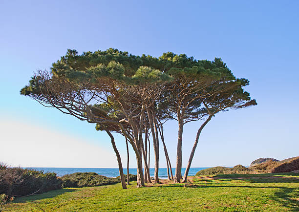 Maritime Pine tree group near sea and beach. Baratti Piombino, Tuscany, Italy.