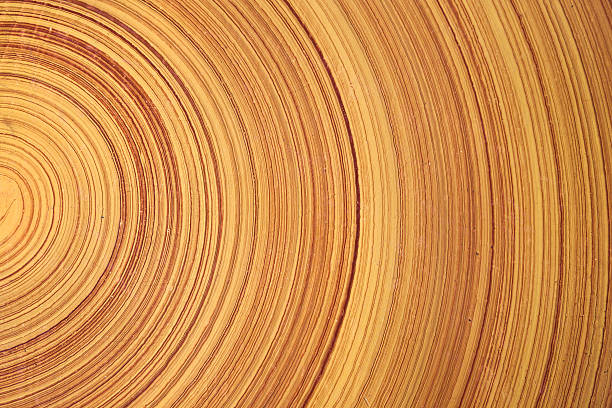 Abstract background like slice of wood timber natural. Tree ring.