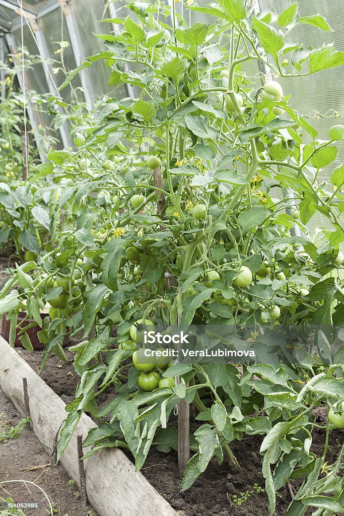Tomato plants growing in home veggie plot Tomato plants with immature young green tomatoes growing in a home veggie plot Agriculture Stock Photo