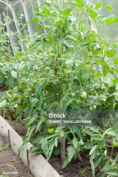 Tomato Plants Growing In Home Veggie Plot Stock Photo - Download Image Now - Agriculture, Botany, Bush