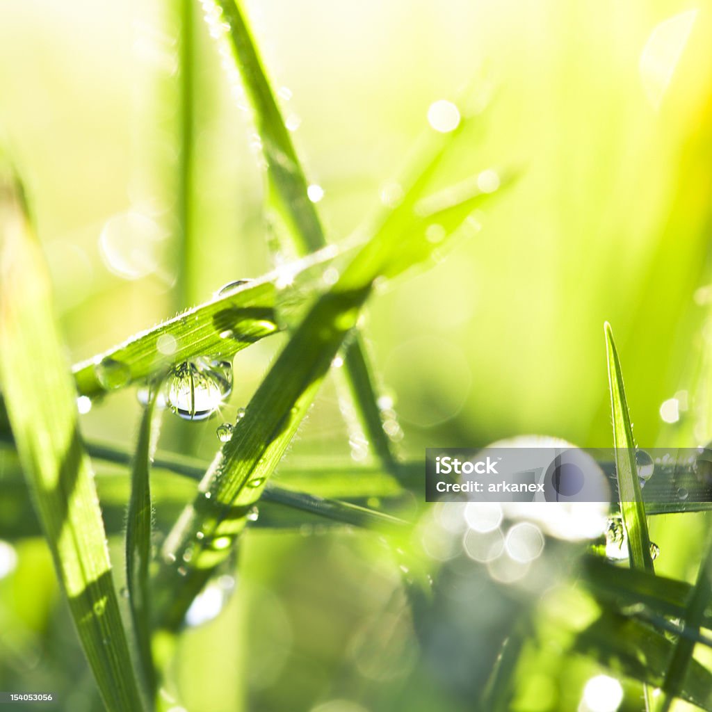 Fresh wet green grass Blade of Grass Stock Photo