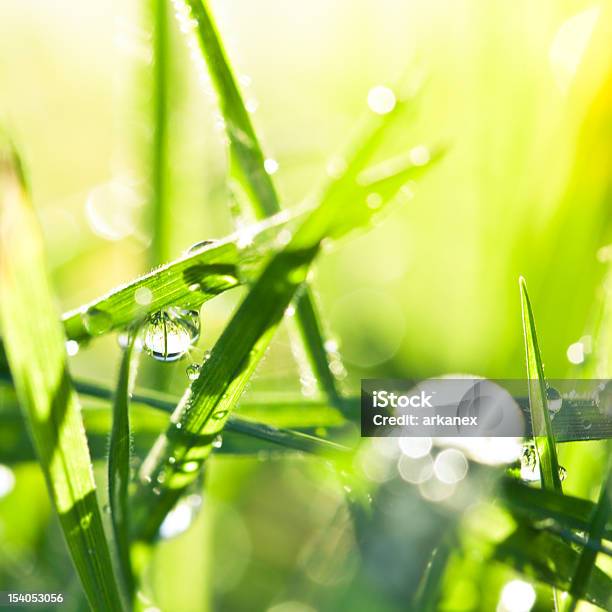 Fresh Wet Green Grass Stock Photo - Download Image Now - Blade of Grass, Condensation, Dew