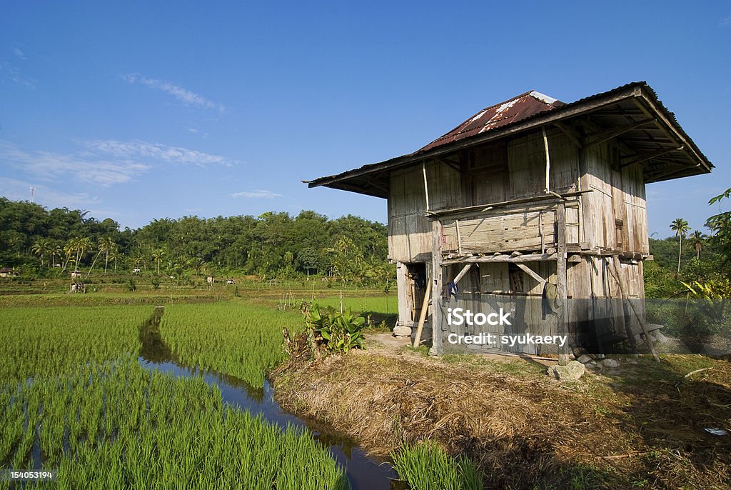 Farmer's Hut A farmer's hut in the middle of ricefield Green Color Stock Photo