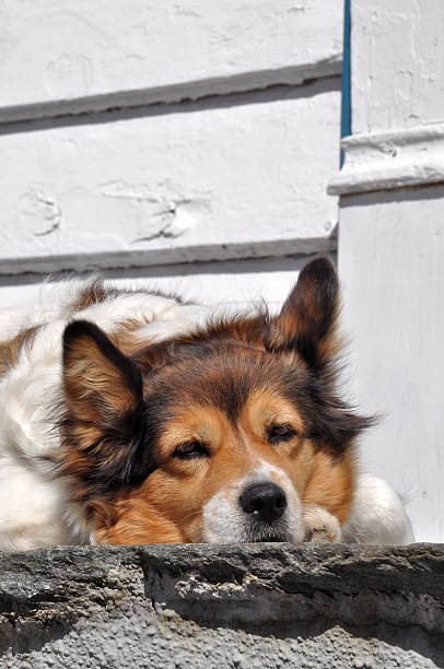 sleepy perro - schlafend fotografías e imágenes de stock