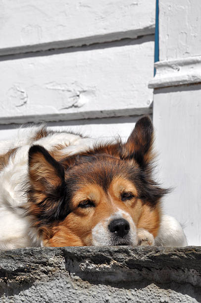 cão com sono - schlafend imagens e fotografias de stock