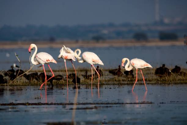 istock flamingos wading on the shore of a marsh like marsh 1540545201