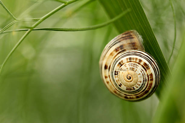 caracol em folhagem verde - snail environmental conservation garden snail mollusk - fotografias e filmes do acervo