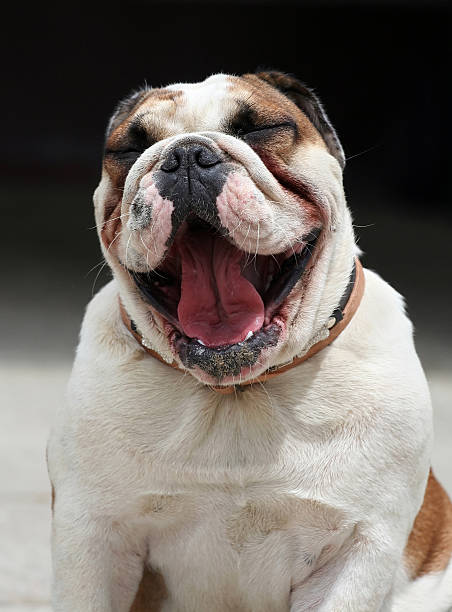 Laughing dog English Bulldog yawning to the camera fat ugly face stock pictures, royalty-free photos & images