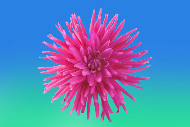 istock pink dahlia flower on colored background 1540548831