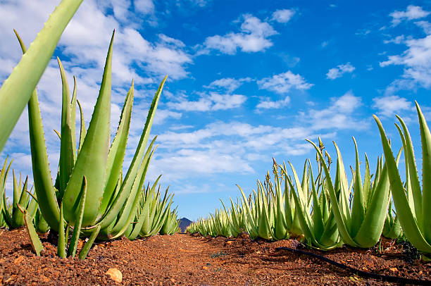 aloe vera plantation stock photo