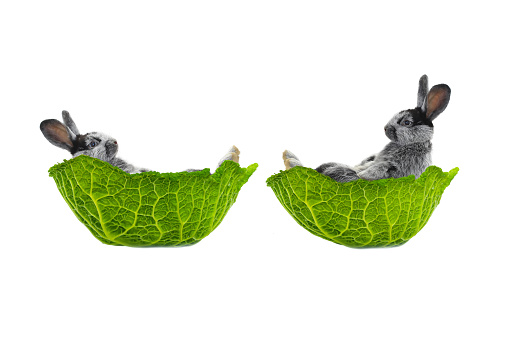 two rabbit lies in a cabbage leaf isolated on a white background