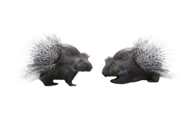 two porcupine isolated on white background